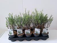 Salix purp. Nana