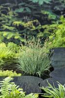 Carex panacea