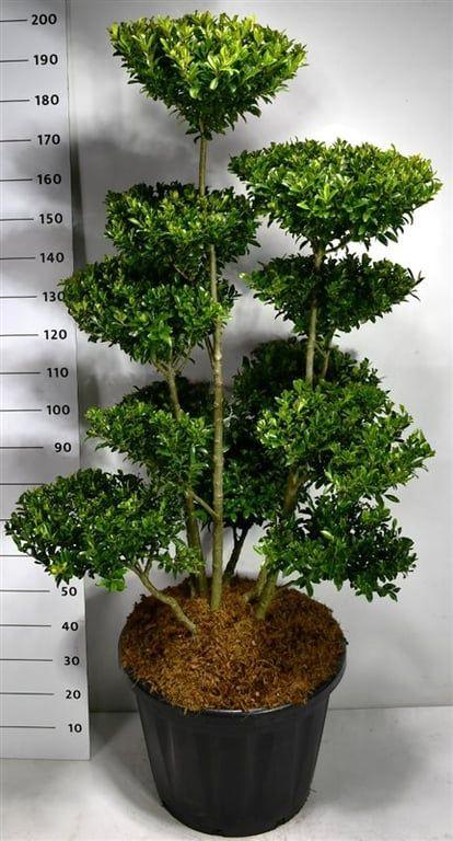 Picture of Ilex maximowicziana kanehirae P58 210cm