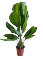 Licuala Grandis