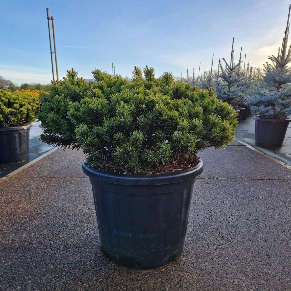 Picture of Pinus mugo Klostergrün C35 50/60