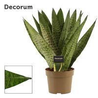 Sansevieria Zeylanica Fan