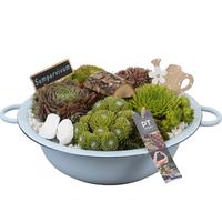 PTS7327 Arrangement Sempervivum in metal bowl