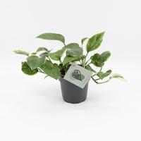 Epipremnum Poonsin