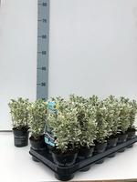 Euonymus jap. White spire