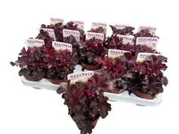 Heuchera amer. Melting Fire