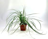 Carex osh. Everest