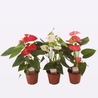 Anthurium in 3 colour varieties