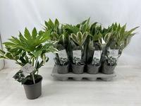 Fatsia jap. Spider's Web