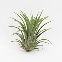 Tillandsia Ionantha green - 7CM Tray 15 × 10 £ 1.12 (Tray) £ 1.06 Shelf £ 1.05 Trolley Tray £ 1.12 × 15 (1.0%)