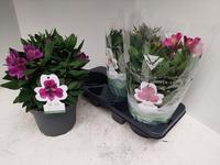 Alstroemeria Inca Collection in varieties