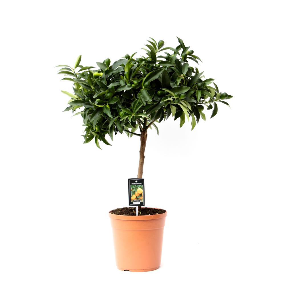 Picture of Citrus Kumquat P22(5-Liter) 75/CM