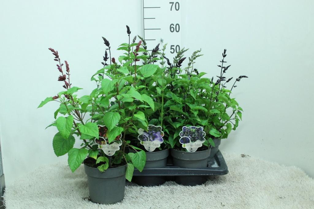 Bild von Salvia Salgoon Lake Blue Berry P17 (2 Ltr)