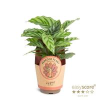 Calathea Freddy