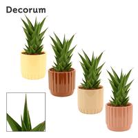 Sansevieria Temple Crown in Liam (Coffee blend-collection