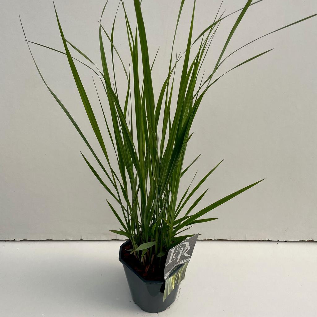 Billede af Panicum Northwind P17 (2 Ltr) Square