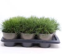 Pinus mugo mughus