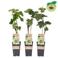 Vitis vinifera Bianca crafted