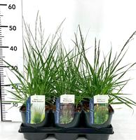 Molinia in varieties