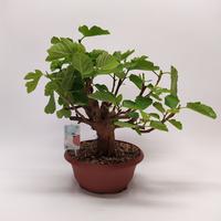 Bonsai Ficus carica (outdoor) 25CM CERAMIC 45cm Piece × 6 - £ 57.33 Shelf £ 56.54 Trolley