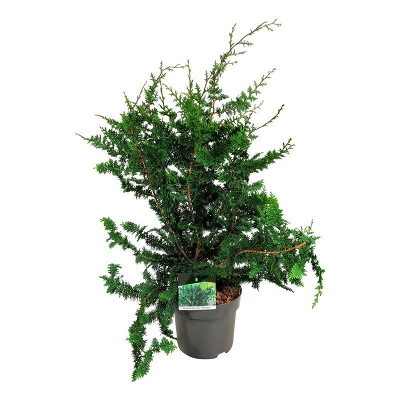 Picture of Chamaecyparis o. Teddy Bear P26 (7.5 Ltr)