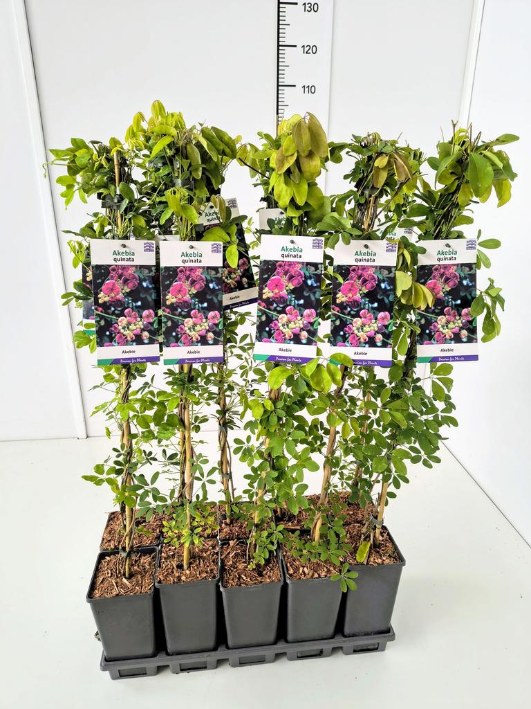 Picture of Akebia quinata P17 (2 Ltr)