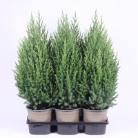 Juniperus chin. Stricta