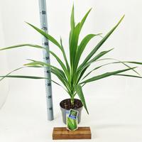 Cordyline aus. Emerald Star