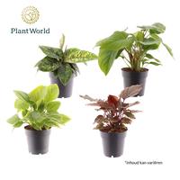 Homalomena in varieties