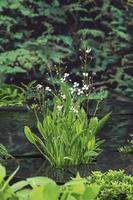 Sagittaria graminea