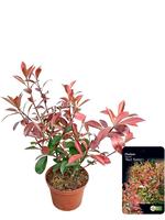Photinia fra. Red Robin