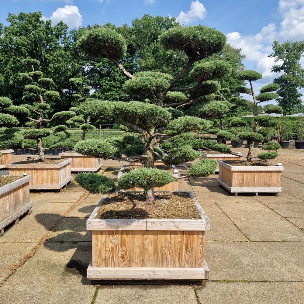 Picture of Juniperus media Hetzii 110 x 110 200/250