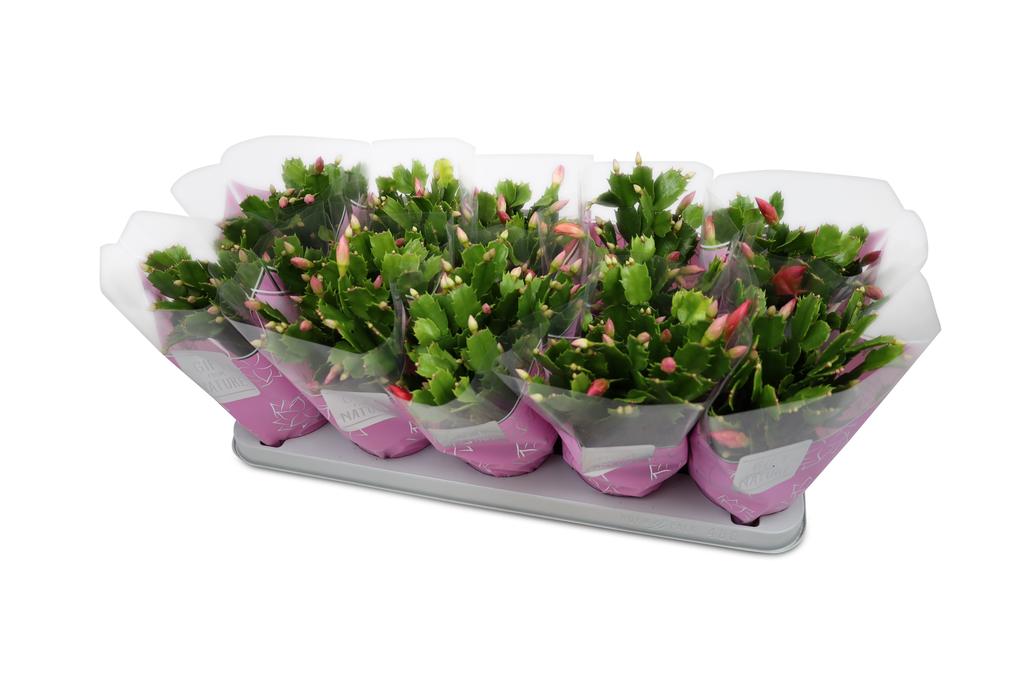 Billede af Schlumbergera truncata Flame Pink GFN hoes P12 30CM