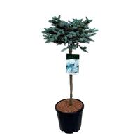 Picea pung. Glauca Globosa