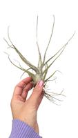 Tillandsia Ehlersiana (Airplants) - 10CM Tray 20 × 6 £ 1.80 (Tray) £ 1.72 Shelf £ 1.70 Trolley Tray £ 1.80 × 20 (2.1%)