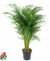 Dypsis lutescens (Areca)