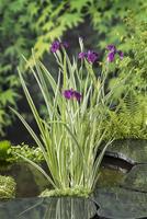 Iris kaempferi Variegata