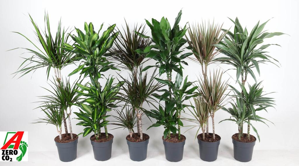 Picture of Dracaena 60-30-15 in varieties P21 110cm