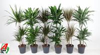 Dracaena 60-30-15 in varieties