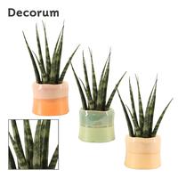 Sansevieria fernwood in Evita (Craft world-collection)