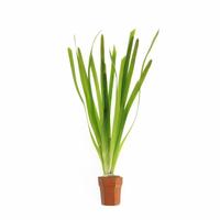 Vallisneria giganthea rubra