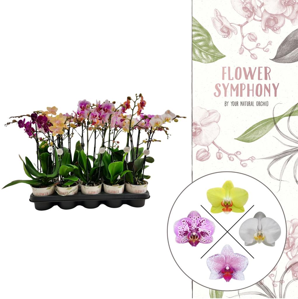 Picture of Phalaenopsis hybrid Flower Symphony in varieties P12 2 spikes 16+ flowers height 40 cm