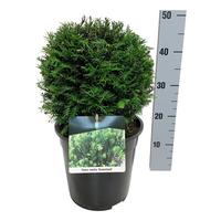 Taxus media Groenland