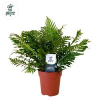 Blechnum Silver Lady - Air So Pure (INDOOR)