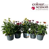 Echinacea in varieties