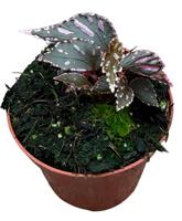 Begonia Jalau