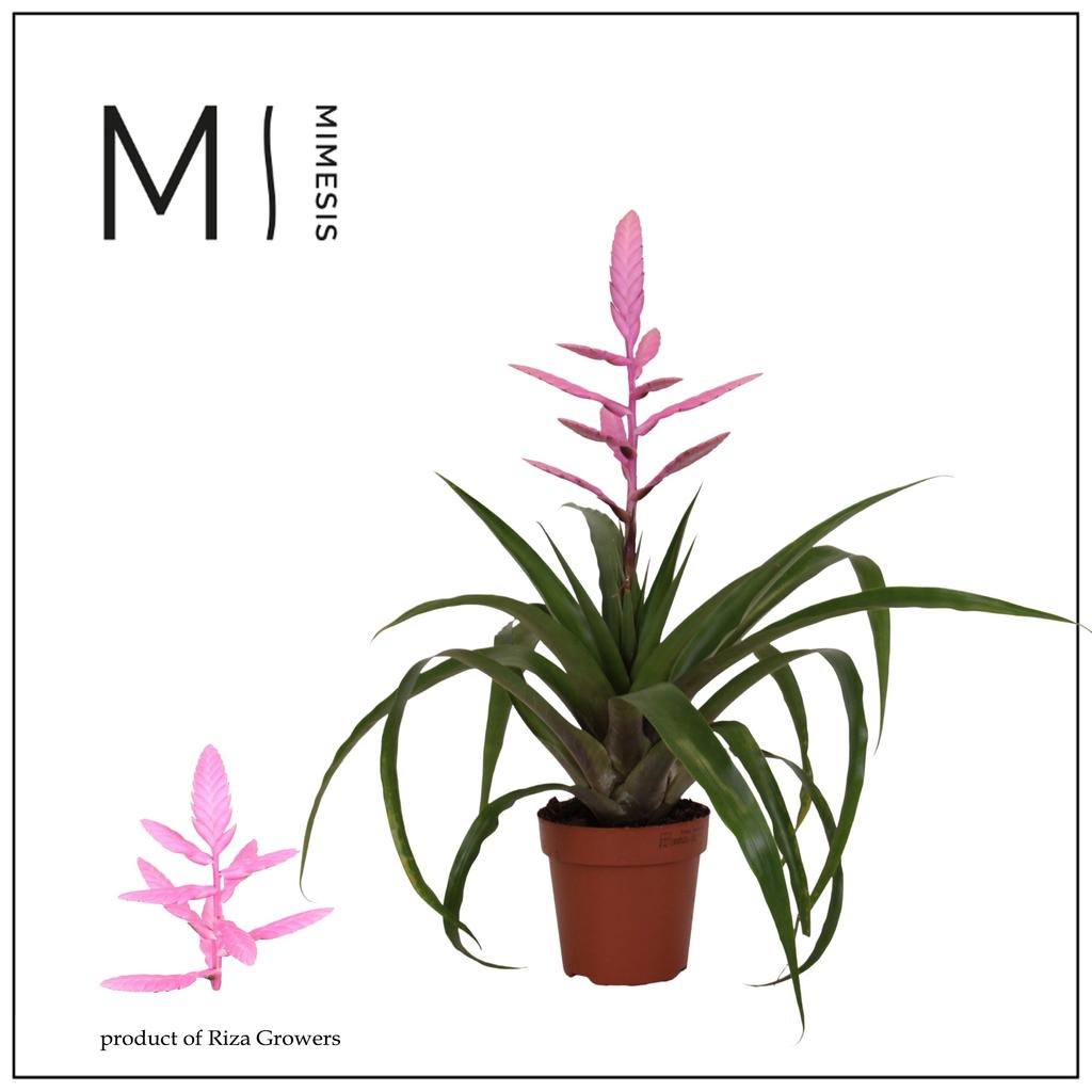 Picture of Tillandsia Andreas P12 47CM