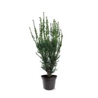 Taxus media Hillii