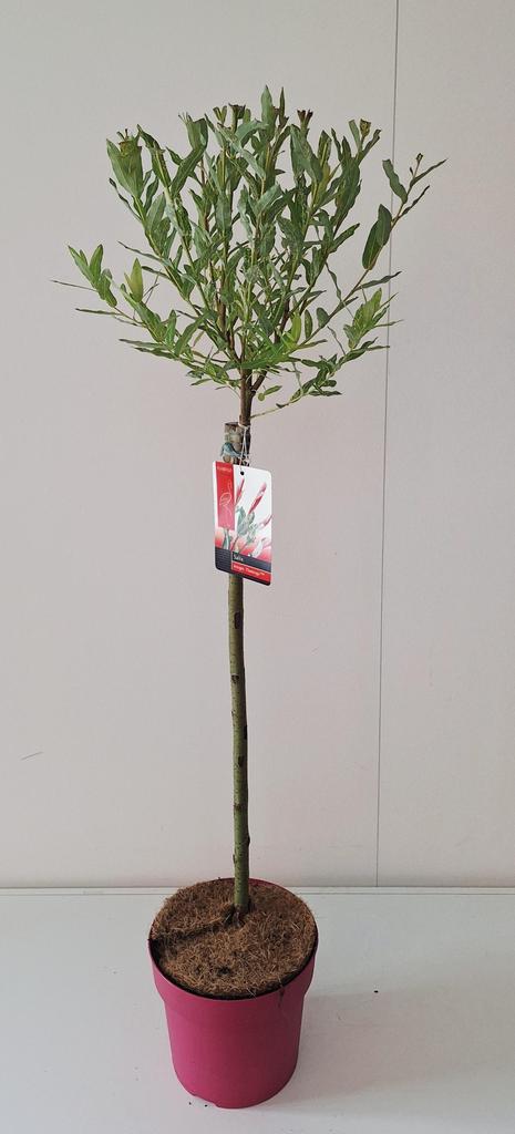 Obrázek Salix Flamingo P19 (3 Ltr) 60/STD PINK POT