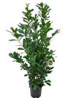 Prunus lauroceraus Rotundifolia